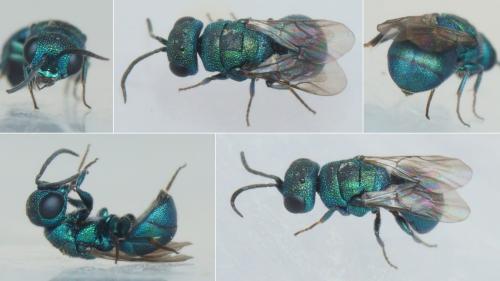 Hedychridium monochroum